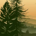 Explorer et Protéger les Forêts à Travers les Podcasts