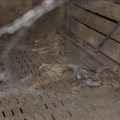 Enquête ouverte après la découverte de cadavres de cochons dans un élevage des Côtes-d’Armor