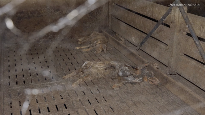 0228737d-5a50-4650-9045-305f8a513b30 Enquête ouverte après la découverte de cadavres de cochons dans un élevage des Côtes-d’Armor