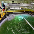 L&rsquo;implantation contestée d&rsquo;un élevage de saumons au Verdon-sur-Mer