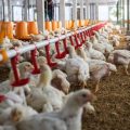 Mesures d&rsquo;urgence pour soutenir les agriculteurs face aux défis climatiques de l&rsquo;été 2026