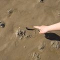 Sous le sable, une plage pleine de vie