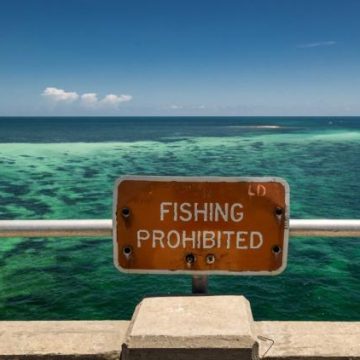 117fee8b-95c6-434a-98b2-ad4434e752f8 Un pêcheur attaqué par un requin-nourrice en Floride