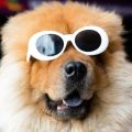 Comment les Éclipses Solaires Affectent Vos Animaux de Compagnie