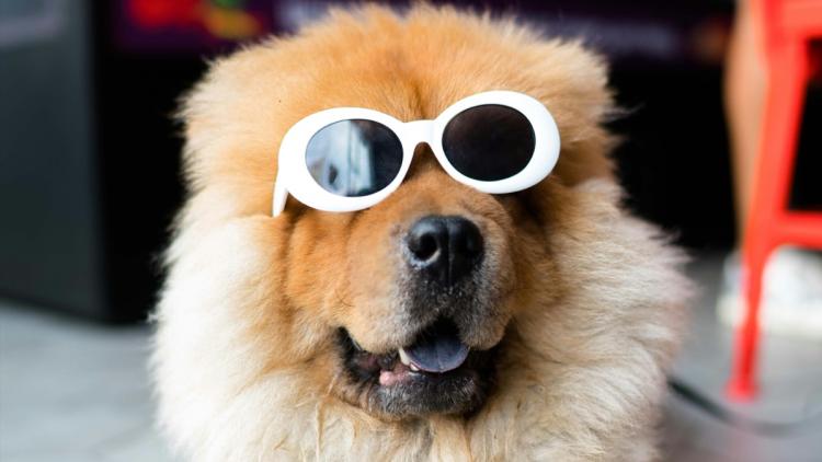 186fd360-2edc-4d16-b7e0-09f5694c0245 Comment les Éclipses Solaires Affectent Vos Animaux de Compagnie