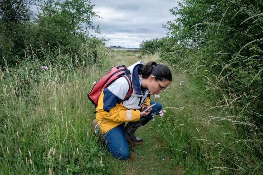 FRANCE - BRITTANY - MORBIHAN - BOEDE - COASTAL OBSERVER L’impact des bénévoles dans la recherche scientifique