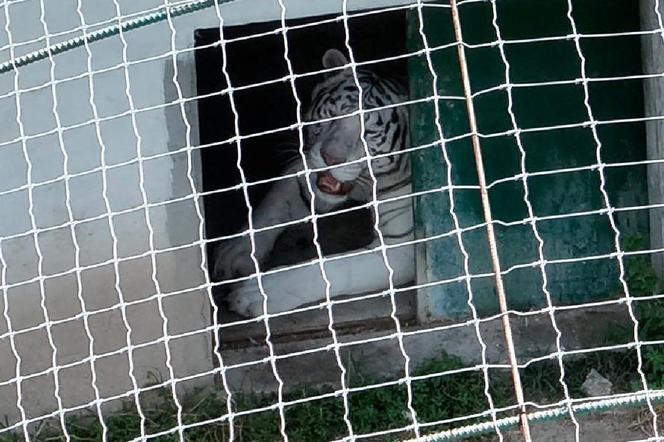 247570ad-a0d1-45f4-876d-ca9475a84d14 Des animaux menacés secourus au Mexique lors d’une opération anti-trafic