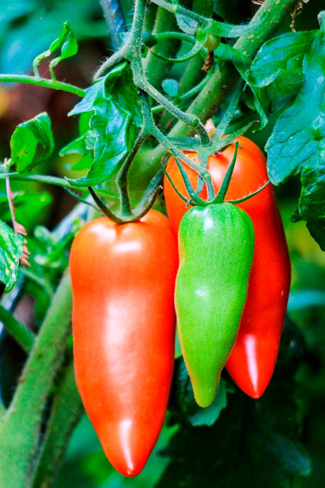 2ad121bd-b9f0-43c9-9962-c5daf9d70a89 Préserver fruits et légumes pour réduire le gaspillage alimentaire