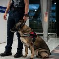 Arrestation de onze Français à Bangkok pour trafic de drogue