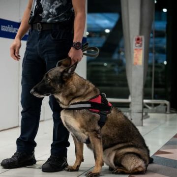 2c260131-b271-4335-bec6-2912e7d98433 Arrestation de onze Français à Bangkok pour trafic de drogue