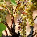 Des vendanges précoces en France dues à la canicule