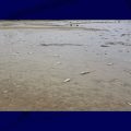 Tragédie Écologique au Lac de la Gioule
