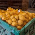 Baisse historique de la production de pommes de terre en France