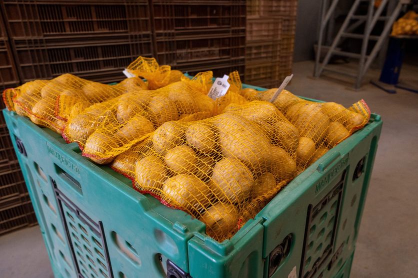 LILLE Chips Mazingarbe Baisse historique de la production de pommes de terre en France
