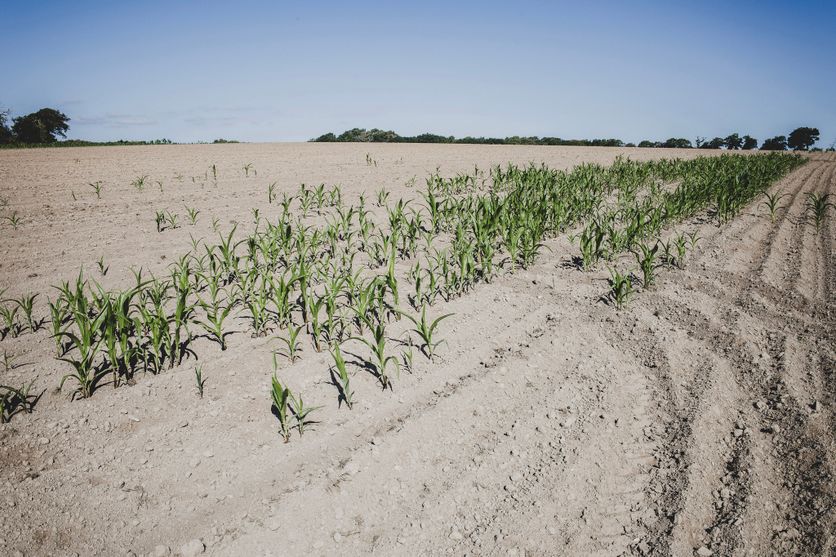 FRANCE-SECHERESSE-AGRICULTURE-CLOHARS-CARNOET Récolte de maïs en France : une chute historique
