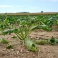L&rsquo;impact de la sécheresse sur l&rsquo;agriculture française