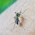 Le moustique tigre et la dengue en France : une menace croissante