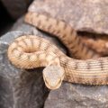 Que faire en cas de morsure de serpent : les gestes à adopter