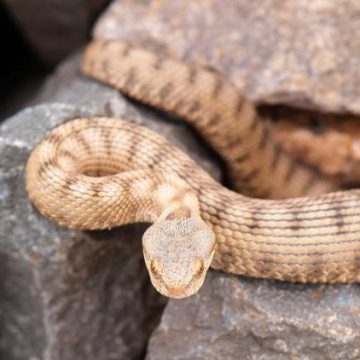 Que faire en cas de morsure de serpent : les gestes à adopter