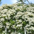 Les Avantages du Choisya Ternata dans Votre Jardin