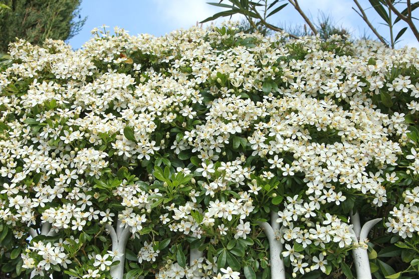 Choisya ternata Les Avantages du Choisya Ternata dans Votre Jardin