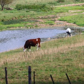 Un nouveau virus chez les bovins en France