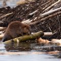 Le rôle surprenant du castor face au changement climatique