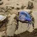 Les physalies causent des perturbations sur les plages des Landes