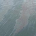 Catastrophe écologique en mer d&rsquo;Arabie : Oman face à une marée noire