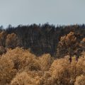 La régénération de la forêt du Gros Bessillon après l&rsquo;incendie