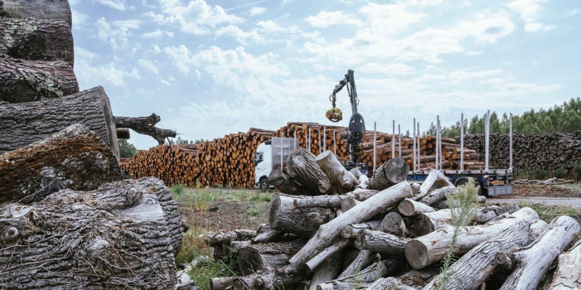 L&rsquo;impact des incendies sur l&rsquo;industrie forestière en Gironde