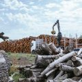 L&rsquo;impact des incendies sur l&rsquo;industrie forestière en Gironde