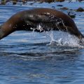 Un habitant de San Diego condamné pour avoir agressé un lion de mer