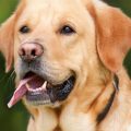 Des mesures strictes contre l&rsquo;abandon d&rsquo;animaux dans les véhicules en cas de chaleur