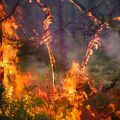 Alerte rouge pour risque de feux de forêts dans le sud de la France
