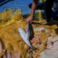 L&rsquo;invasion du poisson-ballon en Grèce: un défi pour les pêcheurs
