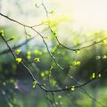 Rainer Maria Rilke et La Vie de Marie : Une Exploration Poétique
