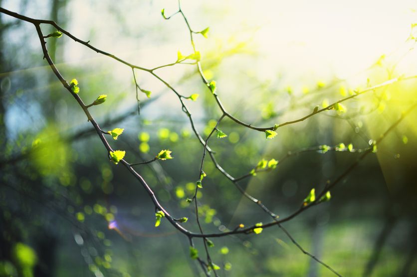 Closeup of birch bud leaves in spring in the forest. Rainer Maria Rilke et La Vie de Marie : Une Exploration Poétique