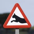 Des panneaux pour protéger les lynx sur les routes du Jura