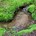 Sécheresse en France : L&rsquo;impact alarmant sur les petits cours d&rsquo;eau