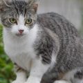 Une propriétaire en quête de son chat à Strasbourg