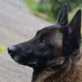 Un homme condamné pour cruauté envers un chien à Metz