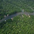 Déforestation en Amazonie brésilienne à un niveau historiquement bas
