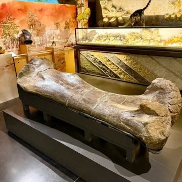 Fossiles de dinosaures et enjeux autour du site d&rsquo;Angeac-Charente