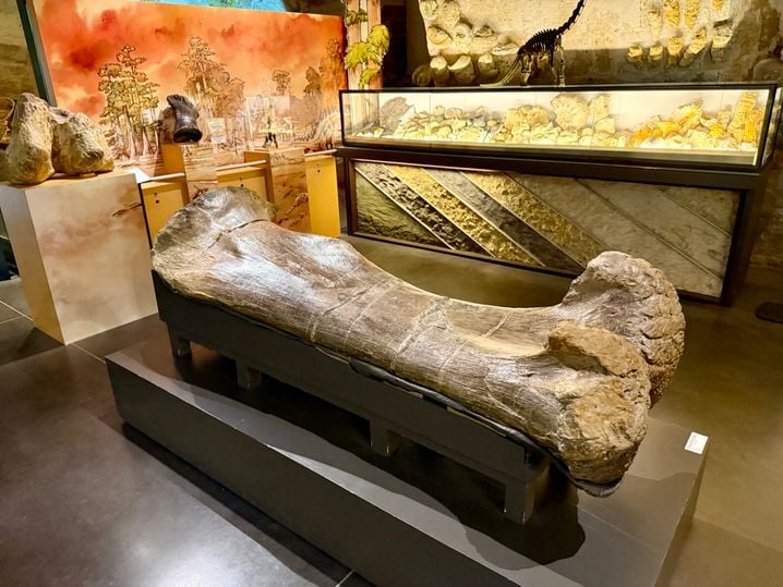 8f84fc41-17c8-44c1-b666-aa37f68024b7 Fossiles de dinosaures et enjeux autour du site d’Angeac-Charente