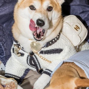 La rivalité entre Dogue et Vogue : une querelle juridique