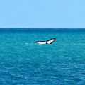 Records de température océaniques mondiales