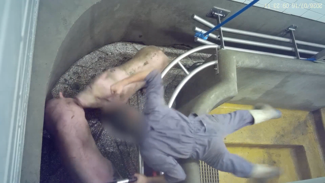 93b99a99-af48-4959-a107-604231101fa7 Plainte contre l’abattoir de Perpignan pour sévices envers les animaux