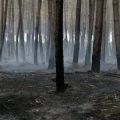 Un incendie majeur en Gironde: aide financière et mesures de reconstruction