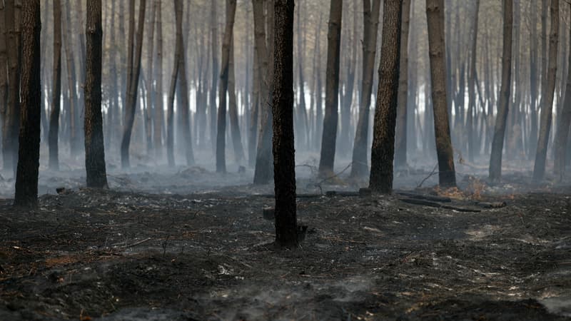a36b2b4e-290b-4435-bc34-2c9c05557c73 Un incendie majeur en Gironde: aide financière et mesures de reconstruction